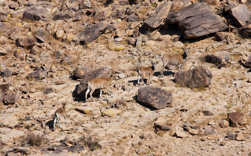 Siberian Ibex